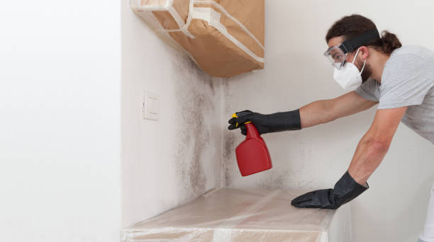 Professional Black Mold Remediation technician working in Franklin Park, NJ