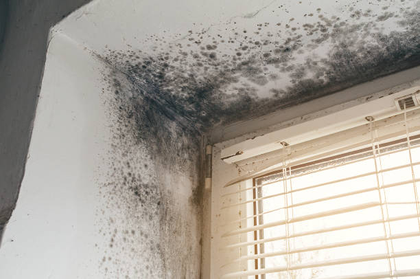 Affordable Black Mold Remediation solutions in Franklin Park, NJ